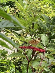 Cupha erymanthis lotis
