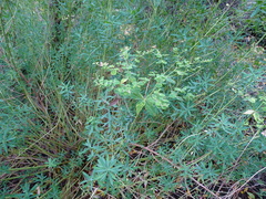 Euphorbia ceratocarpa