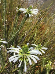 Erica thomae thomae