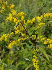 Augochloropsis viridula