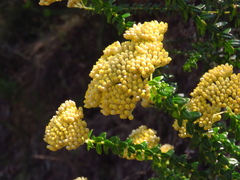 Cassinia denticulata