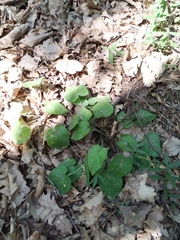 Viola alba dehnhardtii