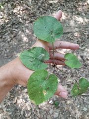 Viola alba dehnhardtii