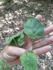 Viola alba dehnhardtii