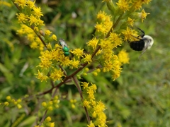 Augochloropsis viridula