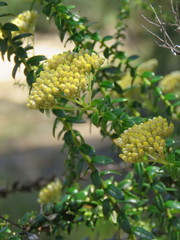 Cassinia denticulata