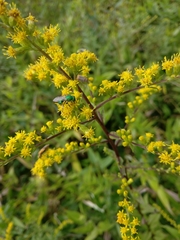Augochloropsis viridula