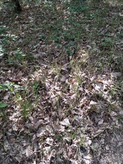 Carex flacca serrulata