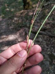 Carex flacca serrulata