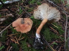 Bonomyces sinopicus