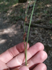 Carex flacca serrulata