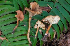 Bonomyces sinopicus