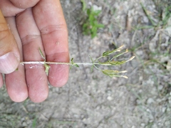 Centaurium anatolicum