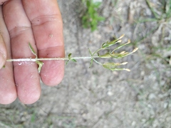 Centaurium anatolicum