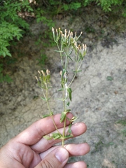 Centaurium anatolicum