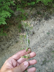 Centaurium anatolicum