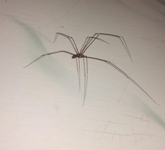 Insecta