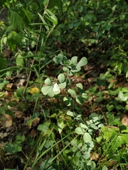 Coronilla coronata