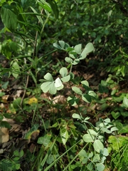 Coronilla coronata
