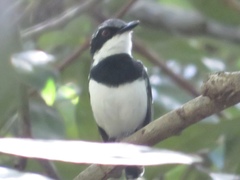 Batis mixta