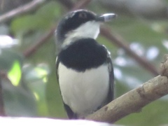 Batis mixta