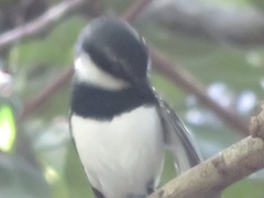 Batis mixta