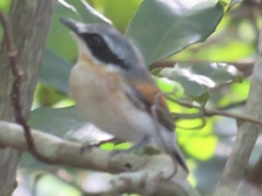 Batis mixta