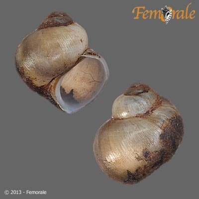 Fluminicola