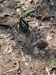 Graphium sarpedon luctatius