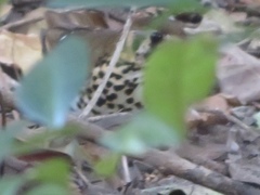 Geokichla guttata