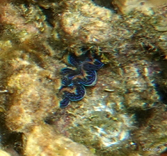 Tridacninae