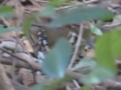 Geokichla guttata