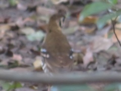 Geokichla guttata