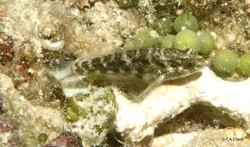 Asterropteryx semipunctata observed 2020-03-22