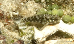 Asterropteryx semipunctata