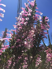 Erica perspicua
