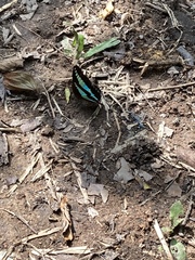 Graphium sarpedon luctatius