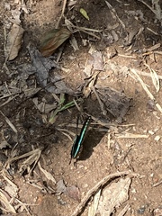 Graphium sarpedon luctatius