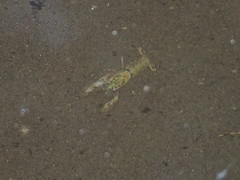 Pacifastacus leniusculus