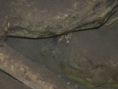 Pacifastacus leniusculus