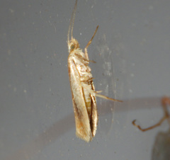 Ypsolopha parenthesella