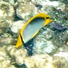 Tridacninae