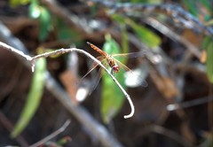 Trithemis selika