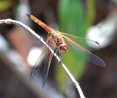 Trithemis selika