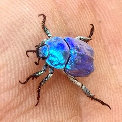 Hoplia coerulea