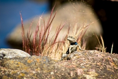 Sceloporus jarrovii