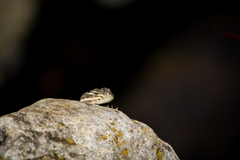 Sceloporus jarrovii