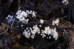 Amblyosporium