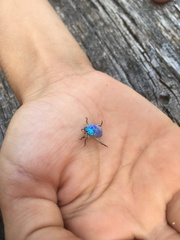 Hoplia coerulea
