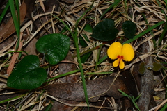 Platylobium infecundum